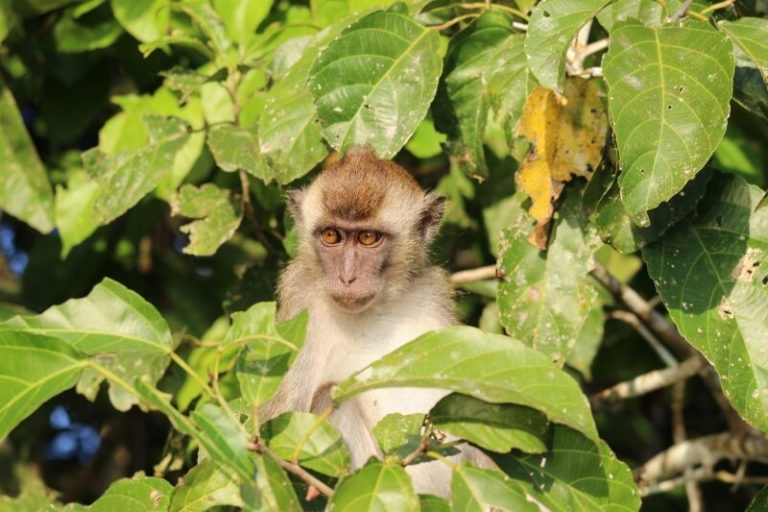 Potopisno predavanje o Maleziji in potapljanju