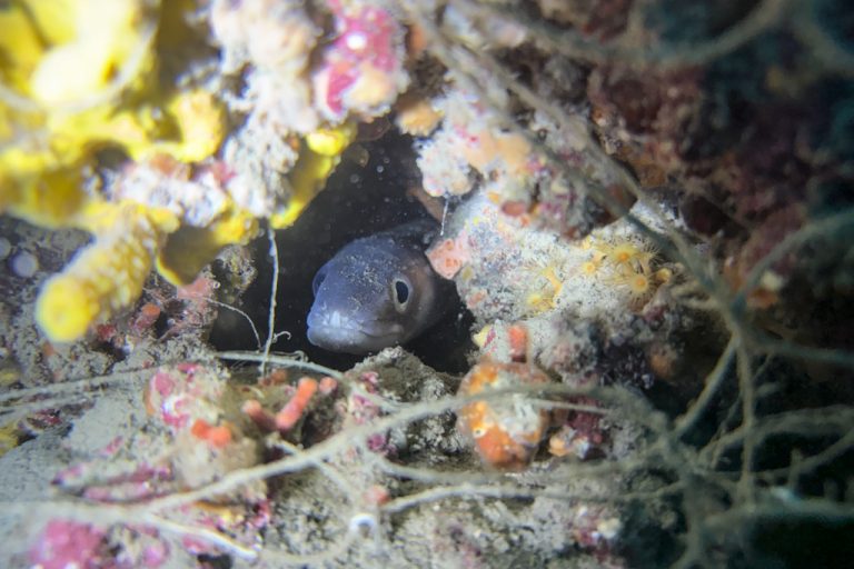 CCR potapljanje hrvaška #3